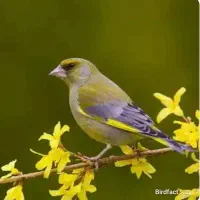 سهره|پرنده|اصفهان, بوستان ناژوان|دیوار