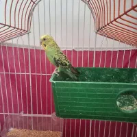 یک جفت مرغ عشق با قفس|پرنده|شاهرود, |دیوار