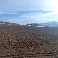 فروش بذر گندم