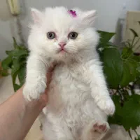 پرشین کلاسیک