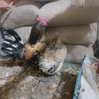 جوجه و تخم نطفه دار