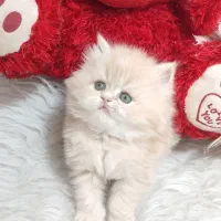 بچه گربه های اشرافی و زیبا|گربه|بیرجند, |دیوار