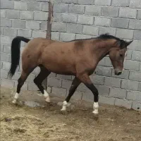 خرید و فروش اسب بومی وباری