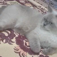 گربه میکس|گربه|کرمان, |دیوار
