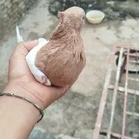 کبوتر آس