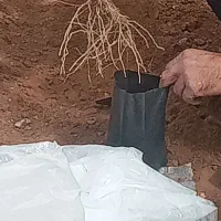 گلدانی زرشک