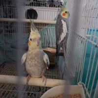 جفت عروس هلندی  تخم گذار