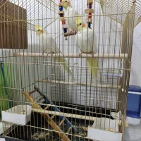 عروس هلندی لوتینو