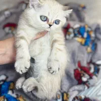 بریتیش رگدال دوماهه