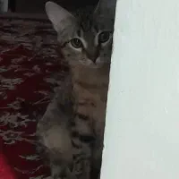 واگذاری گربه