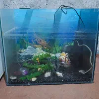 اکواریم|ماهی|ایرانشهر, |دیوار