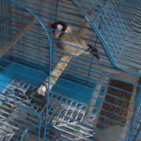 سهره.|پرنده|زرنه, |دیوار