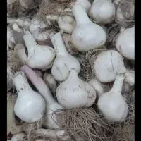 موسیر تازه لیز تازه