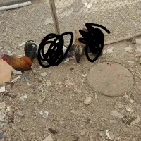 خروس|حیوانات مزرعه|ملایر, |دیوار