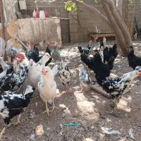 فمرغ گلین فول|حیوانات مزرعه|شیراز, کیان آباد|دیوار