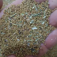 بذریونجه خوب