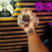 پامرخرسی پامرعروسکی توی پودل مینی شیتزو سگ جیبی|سگ|اصفهان, خانه اصفهان|دیوار