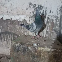 کفتر آلمانی ضمانتی مسافتی|پرنده|بیرجند, |دیوار