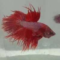 ماهی فایتر مولد|ماهی|مشهد, الهیه|دیوار