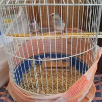 فنج|پرنده|رباط‌کریم, رباط‌کریم|دیوار