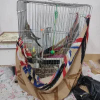 عروس هلندی نر و ماده با تخم و جوجه|پرنده|قم, پردیسان|دیوار