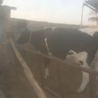 تلیسه زایمان اول بدون گوساله|حیوانات مزرعه|رشتخوار, |دیوار