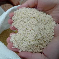 برنج هاشمی تازه  بشرط و فروش نقد|عمده‌فروشی|آستارا, |دیوار