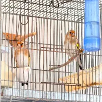 سهره سر سیاه و کرمونی دورگ