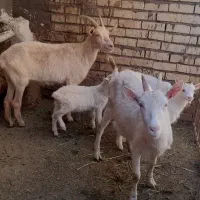 بز و بزغاله سانن