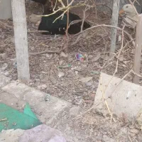 مرغ محلی و اردک|حیوانات مزرعه|مشهد, شهرک مهرگان|دیوار