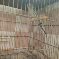 پرنده|پرنده|آران و بیدگل, |دیوار