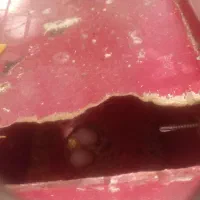 طوطی کتوله برزیلی|پرنده|شیراز, محراب|دیوار