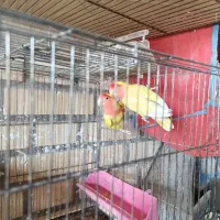 فروش یک جفت طوطی برزیلی صورت قرمز  با جوجه