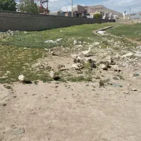 حیوان غاز|حیوانات مزرعه|نورآباد, |دیوار