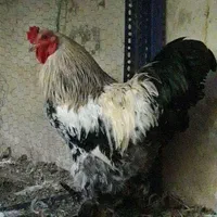 مرغ وخروس برهما|حیوانات مزرعه|اصفهان, هفتون|دیوار
