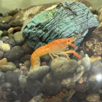 انواع ماهی گوشت خوار و گیاه خوار و لابستر و پرنده|ماهی|کرج, شهرک یاس شمالی|دیوار