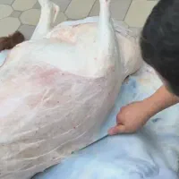 قصاب ماهر گوسفند در محل|خدمات پذیرایی، مراسم|همدان, |دیوار