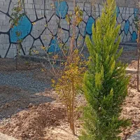 باغچه ۳۰۵ متری چسب بافت