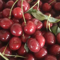 گیلاس درجه یک