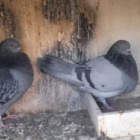 کفتر یا کبوتر|پرنده|قم, آزادگان|دیوار