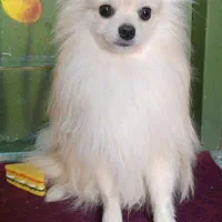 پامر روباهی