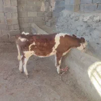 گاو شیری|حیوانات مزرعه|بجنورد, |دیوار