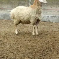 قصابی وذبح گوسفندوگوساله(قصاب سیار)