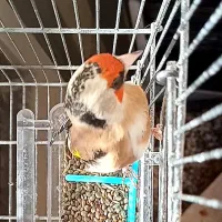 سهره دورگ کراواتی عتیقه مخصوص عشقباز|پرنده|شیراز, باغشهر قصر سبز|دیوار