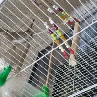 عروس هلندی آلبینو|پرنده|تربت‌حیدریه, بالا ولایت|دیوار