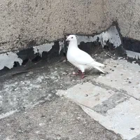 دوبر سفید کبوتر