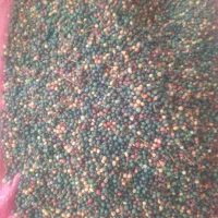 گونشک نرمه ایوانغرب