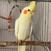 عروس هلندی معامله با خروس