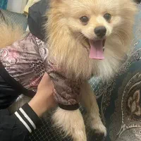 پامرخوشگل وبازیگوش|سگ|قائم‌شهر, |دیوار