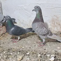 کفتر قرعه کشی